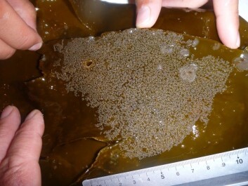 This one nest, with more than 13,000 two-spotted goby eggs, holds more than twice as many eggs as have ever been recorded for a single nest. (Photo: Trond Amundsen, NTNU) This one nest, with more than 13,000 two-spotted goby eggs, holds more than twice as many eggs as have ever been recorded for a single nest. (Photo: Trond Amundsen, NTNU)