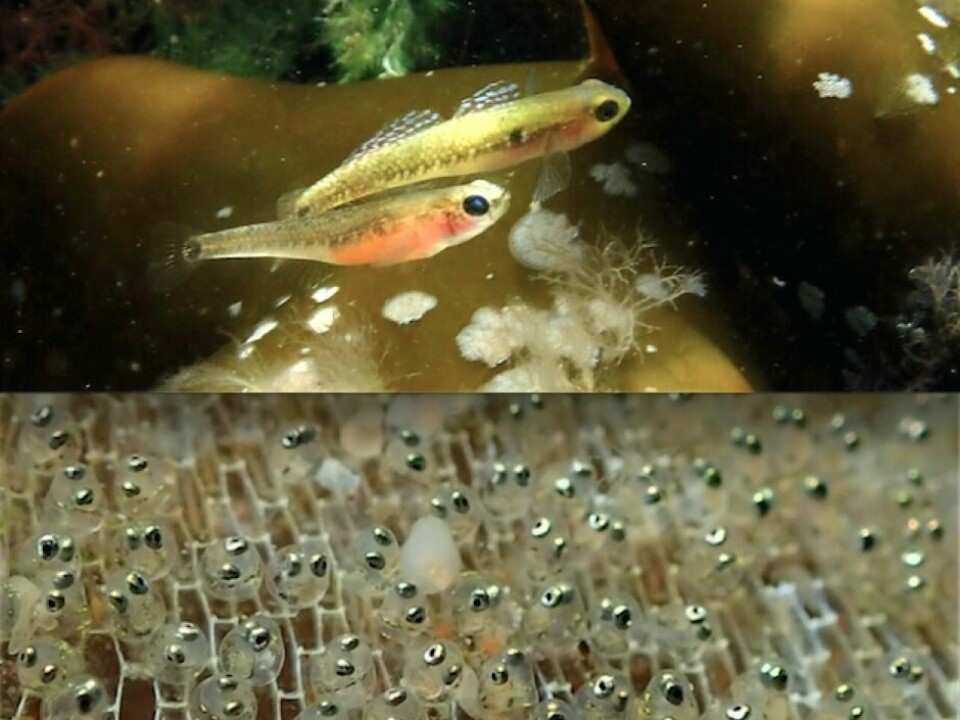 Upper photo: A female fish (bottom) tries to court a disinterested male. His egg-filled nest is found in a fold of seaweed fold right over his head, and he has his fins full protecting the eggs. Bottom photo: The eggs are laid by females the male has partnered with. (Photos: Trond Amundsen)