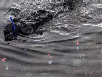 Much of the research is conducted using a scuba mask and snorkel. Researchers lie on their stomachs and watch fish down in the seaweed. Which males are winning the battle for female partners? When do the females take over as sexual aggressors? And where do they actually have their eggs? (Photo: Per Harald Olsen, NTNU) Much of the research is conducted using a scuba mask and snorkel. Researchers lie on their stomachs and watch fish down in the seaweed. Which males are winning the battle for female partners? When do the females take over as sexual aggressors? And where do they actually have their eggs? (Photo: Per Harald Olsen, NTNU)