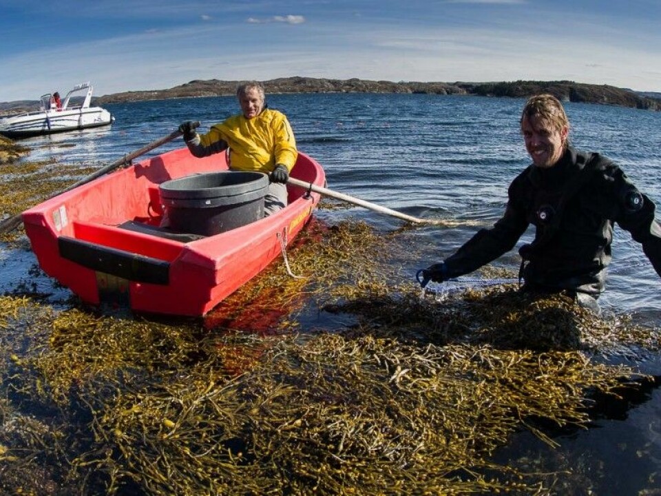 Researchers Trond Amundsen and Sebastian Wacker heading out into the kelp forest. (Photo: Per Harald Olsen, NTNU)