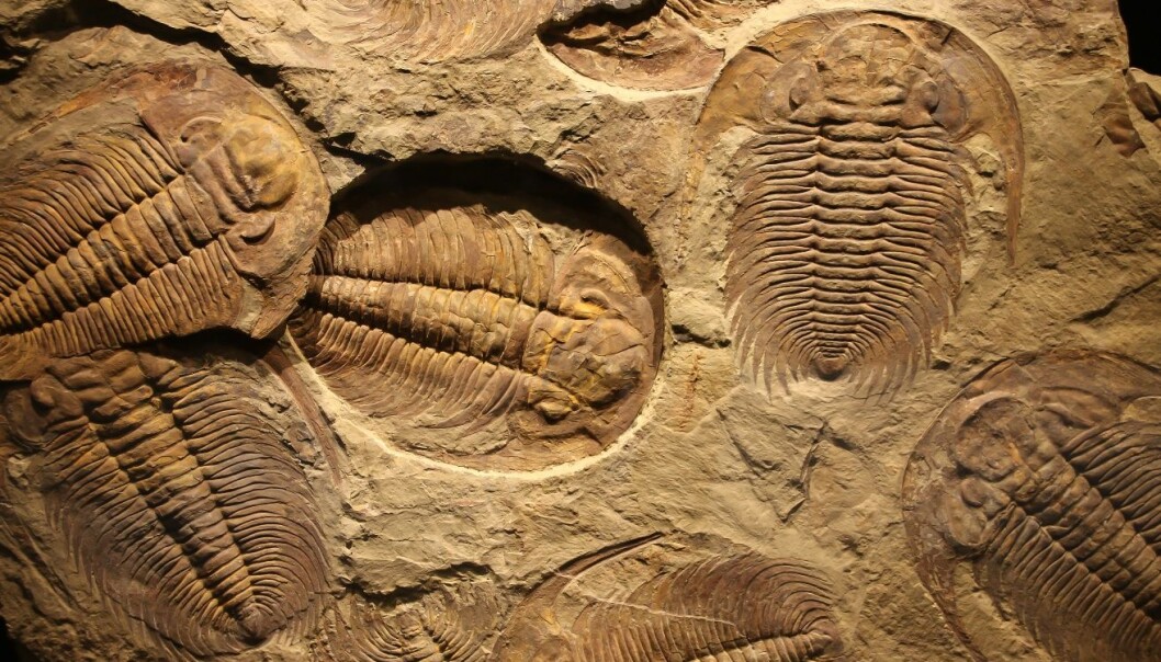 Trilobites lived in the sea for over 270 million years. Some changed a lot, while other species stayed the same for millions of years. (Illustrative photo: Microstock) Trilobites lived in the sea for over 270 million years. Some changed a lot, while other species stayed the same for millions of years. (Illustrative photo: Microstock)