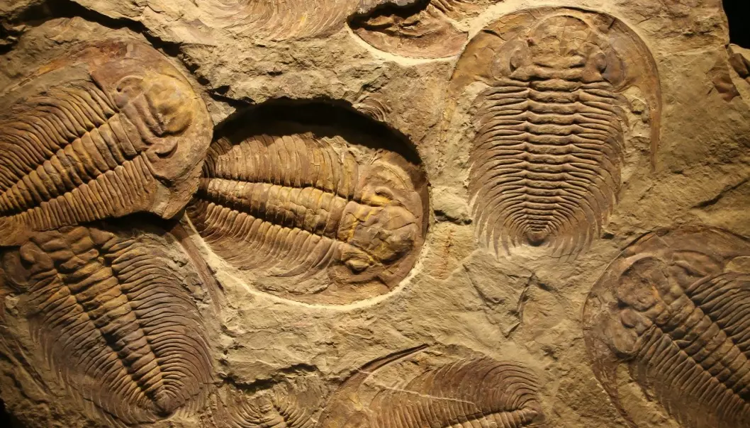 Trilobites lived in the sea for over 270 million years. Some changed a lot, while other species stayed the same for millions of years. (Illustrative photo: Microstock)