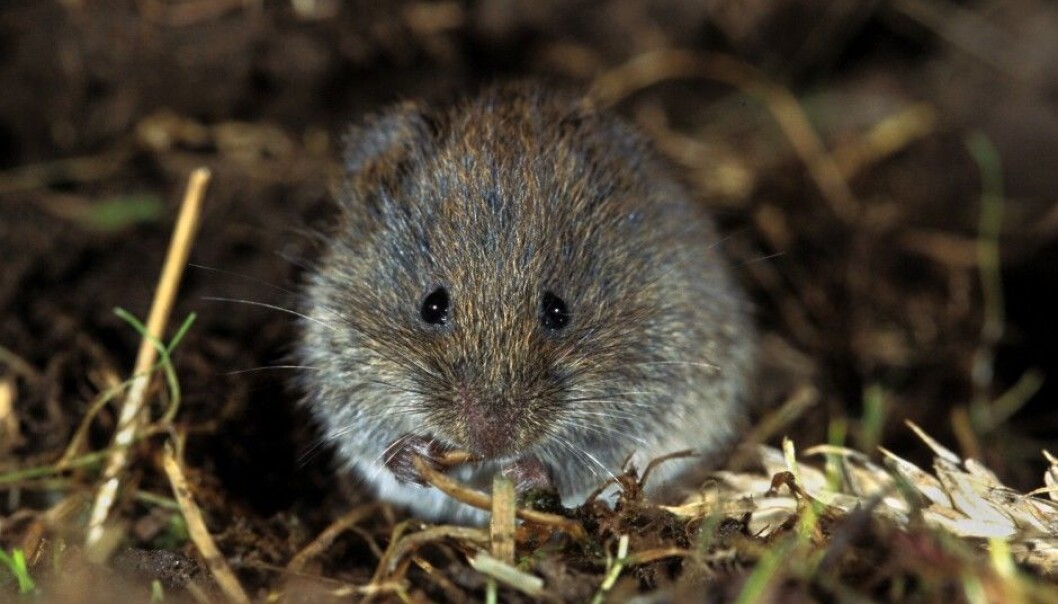 Small rodents like this one have a huge effect on Norway’s forests and mountains. Last summer rodent populations in Norway were extremely high, but plummeted last winter to next to nothing. (Photo: Lars Gejl, NTB scanpix) Small rodents like this one have a huge effect on Norway’s forests and mountains. Last summer rodent populations in Norway were extremely high, but plummeted last winter to next to nothing. (Photo: Lars Gejl, NTB scanpix)