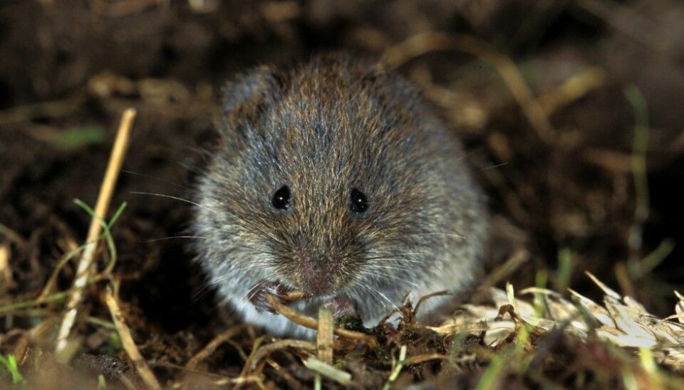 Small rodents like this one have a huge effect on Norway’s forests and mountains. Last summer rodent populations in Norway were extremely high, but plummeted last winter to next to nothing. (Photo: Lars Gejl, NTB scanpix)