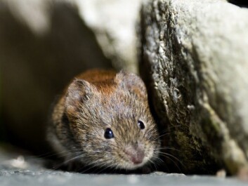 If a Norwegian homeowner discovers rodents in their basement or mountain cabin, it is almost certainly this species, Myodes glareolus, commonly known as a bank vole. (Photo: Bård Bredesen/Naturarkivet.no) If a Norwegian homeowner discovers rodents in their basement or mountain cabin, it is almost certainly this species, Myodes glareolus, commonly known as a bank vole. (Photo: Bård Bredesen/Naturarkivet.no)