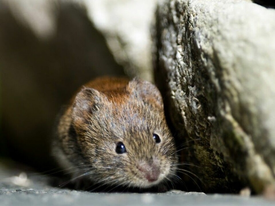 If a Norwegian homeowner discovers rodents in their basement or mountain cabin, it is almost certainly this species, Myodes glareolus, commonly known as a bank vole. (Photo: Bård Bredesen/Naturarkivet.no)