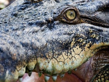 Some species are robust and can cope with many types of environments. “The crocodile is a possible example of such a species. It has hardly changed in many millions of years. Maybe it doesn’t need to?” queries Kjetil Lysne Voje. (Photo: Colourbox) Some species are robust and can cope with many types of environments. “The crocodile is a possible example of such a species. It has hardly changed in many millions of years. Maybe it doesn’t need to?” queries Kjetil Lysne Voje. (Photo: Colourbox)