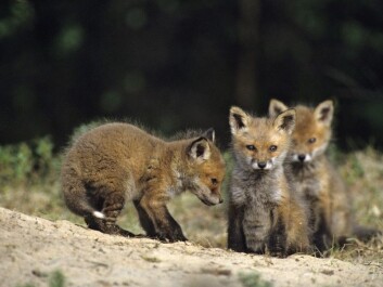 Fox pups in Norway’s forests may have a tough time this year because of the drastically reduced numbers of rodent prey. (Photo: Lars Gejl, NTB scanpix) Fox pups in Norway’s forests may have a tough time this year because of the drastically reduced numbers of rodent prey. (Photo: Lars Gejl, NTB scanpix)