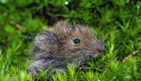 The Riddle Of Rodents