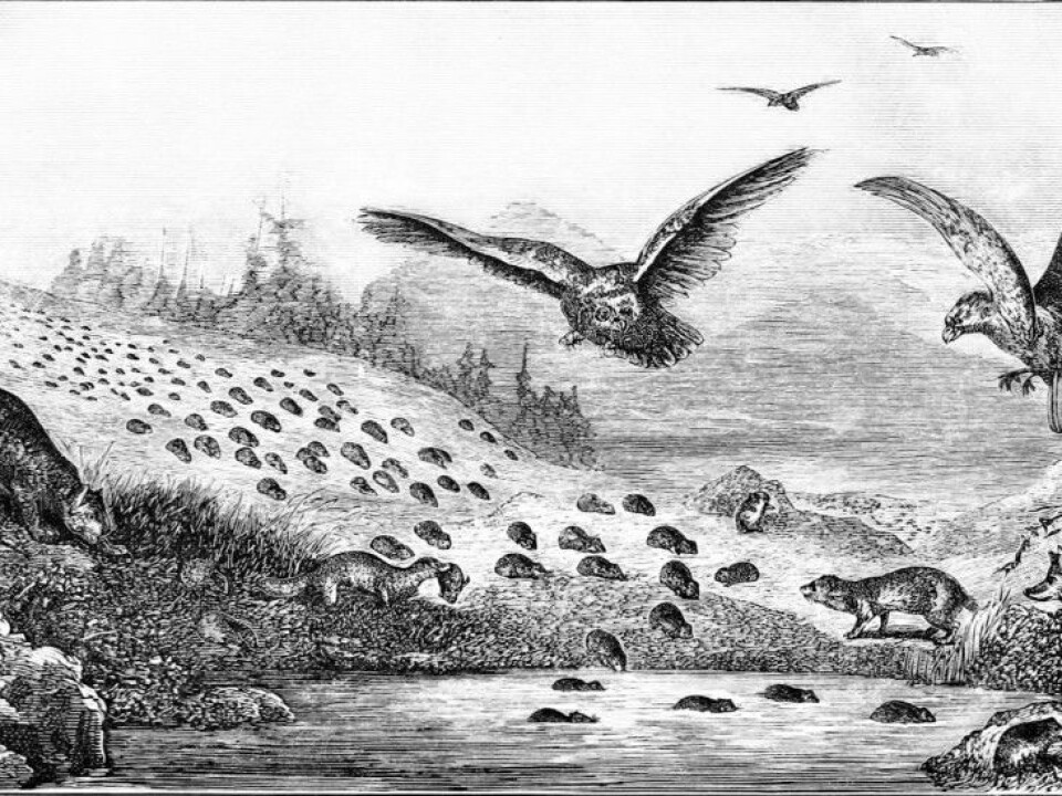 We humans have always fantasized about odd natural phenomena such as large hordes of lemming. What is really going on here? (Photo: Illustration from an article in Popular Science Monthly magazine in 1877)