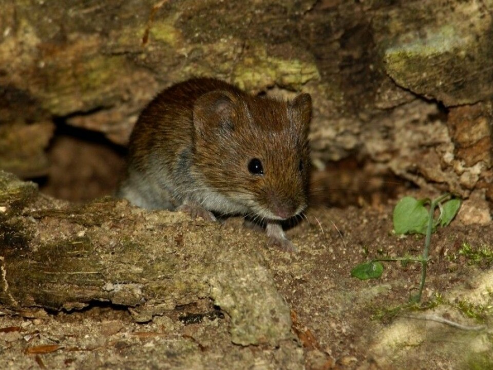 When small rodents such as this bank vole reproduce, their population growth can be exponential. Last year scientists estimate there may have been as many as 100 mice per 1000 m2 of forest floor in southern Norway. This summer numbers plummeted to roughly one mouse per 1000 m2 of forest floor. (Photo: Henrik Pyndt Sørensen, NTB scanpix)