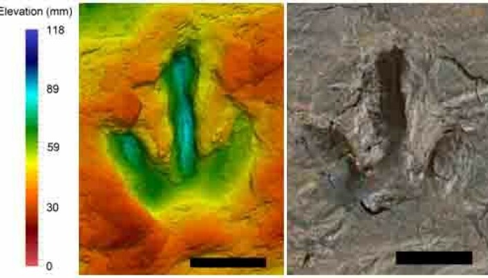 What 142 million year old footprints reveal about dinosaur behaviour