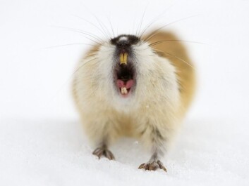 Lemming on the spring snow in Vauldalen. (Photo: Erlend Haarberg / NTB Samfoto) Lemming on the spring snow in Vauldalen. (Photo: Erlend Haarberg / NTB Samfoto)