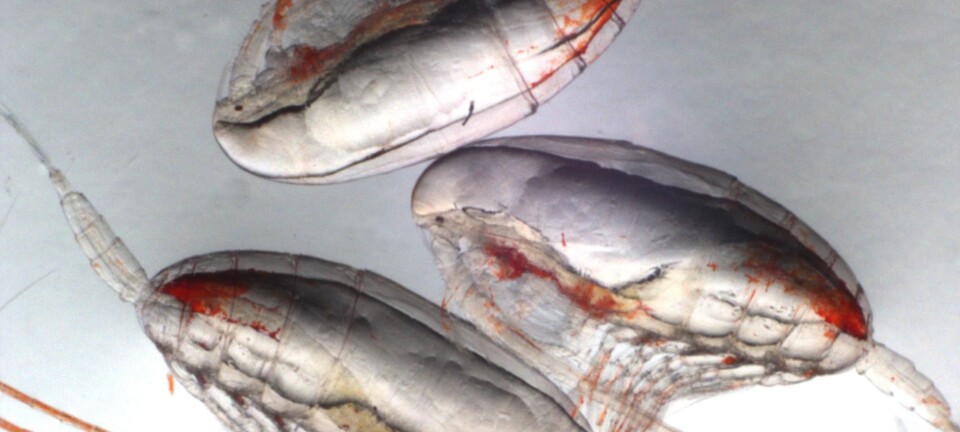 Meet the copepod: the oceans’ little carbon sponge
