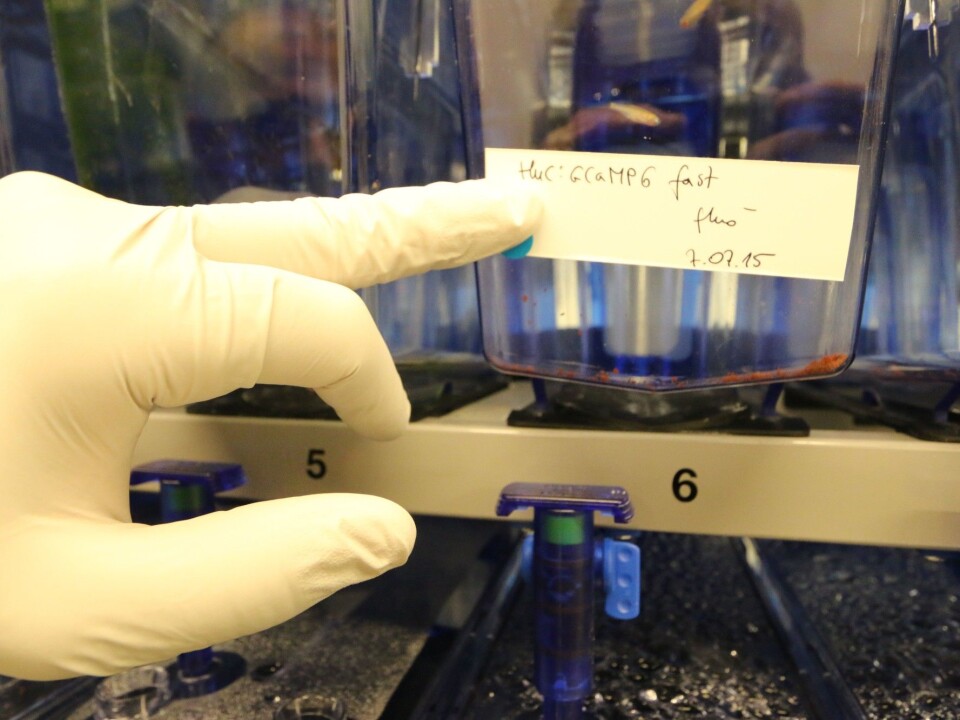 Each fish tank contains detailed information about the parentage of the genetically modified fish inside. (Photo: Nancy Bazilchuk, NTNU)