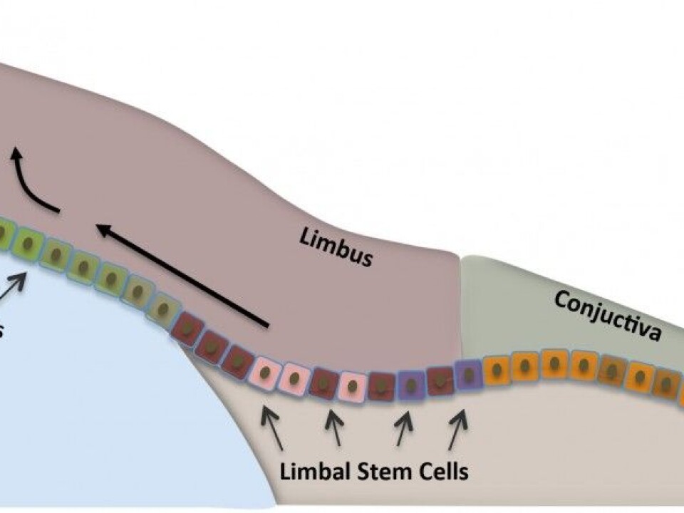 The stem cells are localized in the perifery of the cornea, limbus. They renew the outermost layer of the cornea. (Illustration: Amer Sehic, OD/UiO)