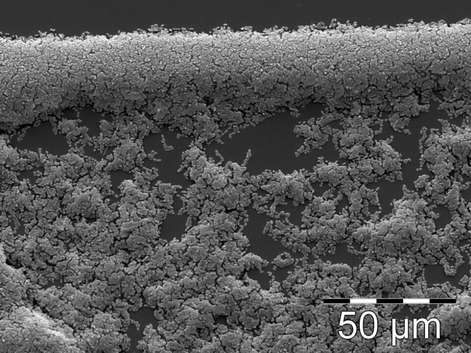The bacteria form a biofilm as normal. (Photo: Steinar Stølen)