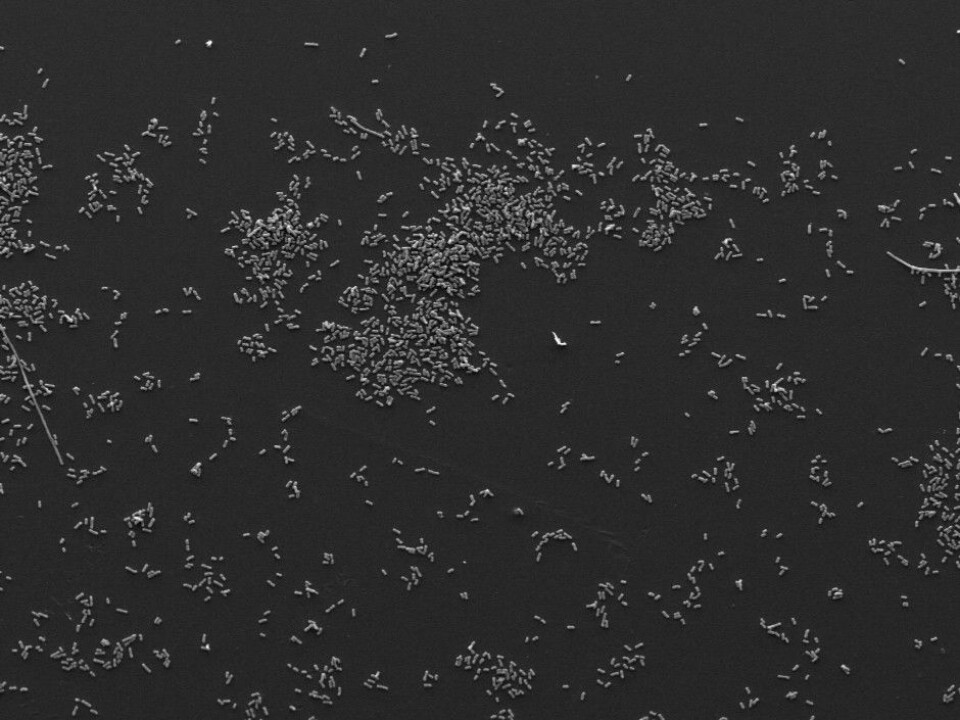 The photo shows bacteria to which Thiophenone has been added. The pictures show clearly the significant difference in the amount of biofilm the bacteria form with and withough the addition of Thiophenone. (Photo: Steinar Stølen)