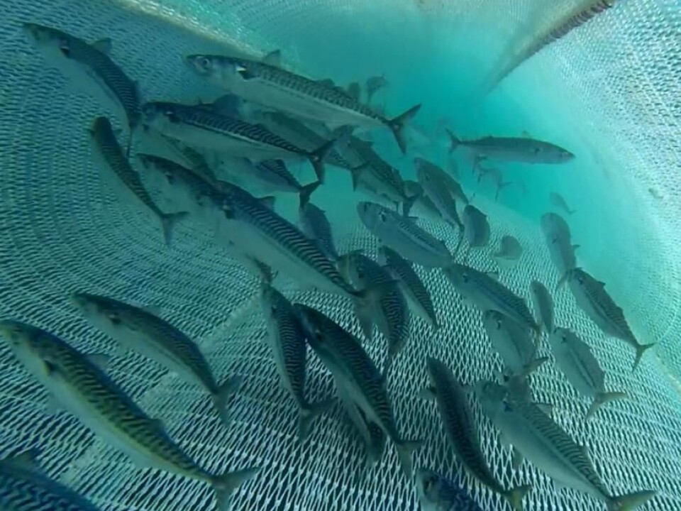 Norway is a is a major exporter of mackerel , and Japan is the most important market. Size, appearance and fat content effect the mackerel price.
(Photo: Leif Nøttestad, IMR)