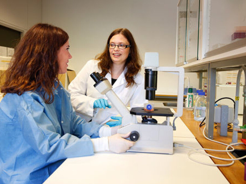 Ragnhild Eskeland and Erasmus student Gema Escribano Serrano at the Department of Biosciences. They study human stem cells that can differentiate into neural cells. This is the closest they get to a model of neural development in foetus. They can, for example, look at how drugs like paracetamol affects epigenetic labeling in stem cells and neural cells. (Photo: Terje Heiestad, Millimeterpress)