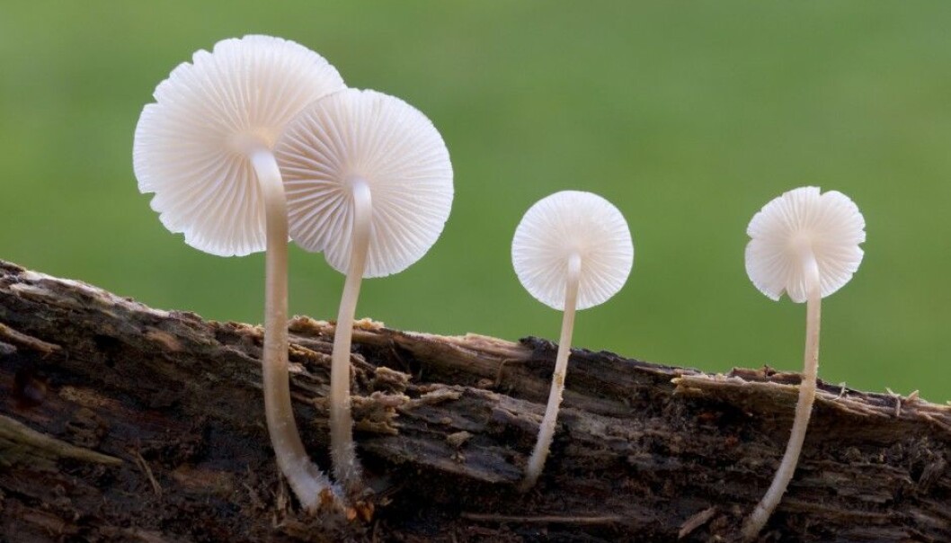 When plants wither and trees rot, fungi and bacteria break down the organic material into mineral nutrients and carbon dioxide. (Photo: Nigel Downer, Science Photo Library) When plants wither and trees rot, fungi and bacteria break down the organic material into mineral nutrients and carbon dioxide. (Photo: Nigel Downer, Science Photo Library)
