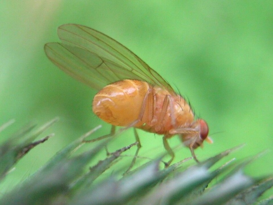 A wild fruit fly. (Photo: Wikimedia Commons, free license)