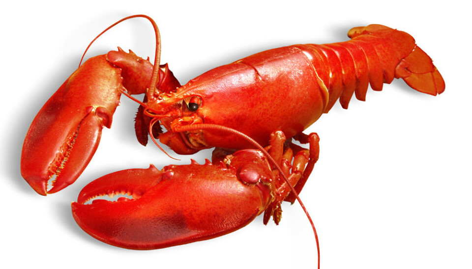 American lobster is an introduced species in Norway (Photo: Colourbox)