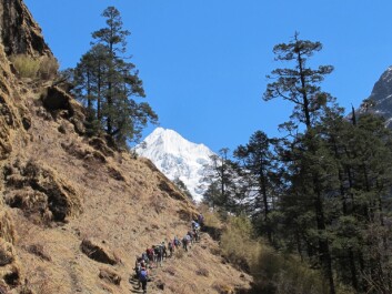 Mountain trekkers often use the hike into the Himalaya as a way to acclimatize to high altitudes. Here, researchers hike in the Rolwaling Valley in Nepal. (Photo: Harald Engan, Mid Sweden University) Mountain trekkers often use the hike into the Himalaya as a way to acclimatize to high altitudes. Here, researchers hike in the Rolwaling Valley in Nepal. (Photo: Harald Engan, Mid Sweden University)