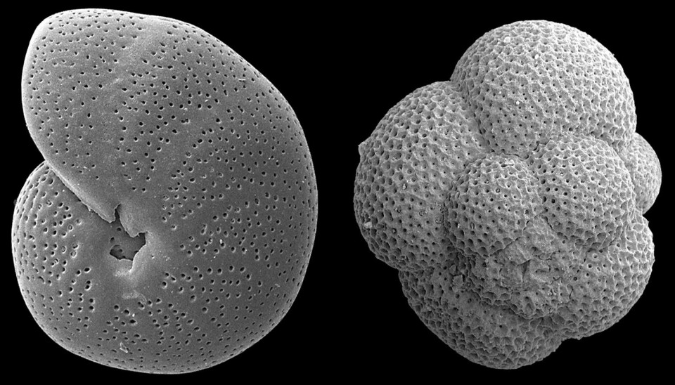 In the picture above is an example of the the microfossils that Ezat used to conduct his research. To the left is a benthic foraminifera (single-cell organism with calcite shells that can only be found on or beneath the ocean floor) and to the right a planktonic foraminifera (microorganism that lives near the ocean surface). The calcite shell composition is affected by temperature, pH, and CO2 concentrations. (Photo: Rasmussen and Thomsen)