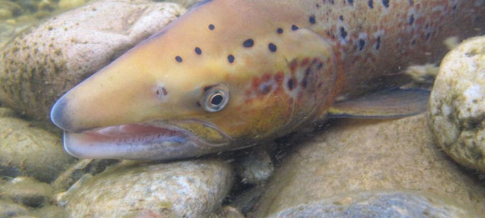 Salmon puberty gene discovered