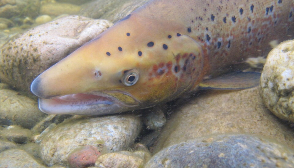 “We have found a single gene that explains a huge 39 per cent of variation in age at maturity in salmon, and thus also in size,” explains Sigbjørn Lien, professor from the Norwegian University of Life Sciences (NMBU). (Photo: Tor Næsje, Nina)