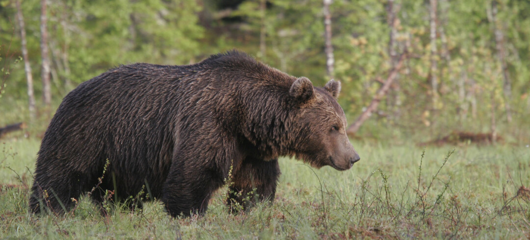 The bear knows no borders