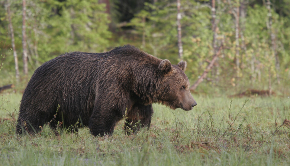Internationally, it is a challenge that monitoring and analysis standards vary among species, regions, populations and countries. This situation obstructs transborder harmonization and collaboration, especially across larger scales. (Photo: Alexander Kopatz)