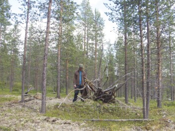 Hair traps consist of one barbed wire stretched to a square between four trees, and in the middle, there is a so-called non-rewarding liquid lure. Meaning, the trap does not contain any food or proteins, just an interesting smell to make the bear curious. The lure consists of one and a half litres oily fluid fermented fish guts and bones mixed with oxidised blood from cattle. To enter the trap and investigate the scent, the bear has to crawl under or over the barbed wire, depending on its size. In doing so, some of its hair is caught in the wire. (Photo: Alexander Kopatz) Hair traps consist of one barbed wire stretched to a square between four trees, and in the middle, there is a so-called non-rewarding liquid lure. Meaning, the trap does not contain any food or proteins, just an interesting smell to make the bear curious. The lure consists of one and a half litres oily fluid fermented fish guts and bones mixed with oxidised blood from cattle. To enter the trap and investigate the scent, the bear has to crawl under or over the barbed wire, depending on its size. In doing so, some of its hair is caught in the wire. (Photo: Alexander Kopatz)