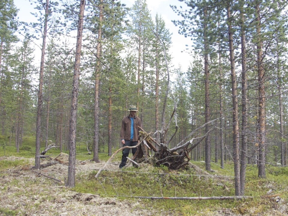 Hair traps consist of one barbed wire stretched to a square between four trees, and in the middle, there is a so-called non-rewarding liquid lure. Meaning, the trap does not contain any food or proteins, just an interesting smell to make the bear curious. The lure consists of one and a half litres oily fluid fermented fish guts and bones mixed with oxidised blood from cattle. To enter the trap and investigate the scent, the bear has to crawl under or over the barbed wire, depending on its size. In doing so, some of its hair is caught in the wire. (Photo: Alexander Kopatz)