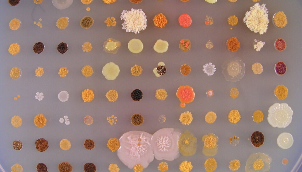 Laboratory cultures of bacteria brought up from the Trondheim Fjord by scientists from SINTEF and NTNU. Bacteria from the sea could become a source of important future medicines. (Photo: NTNU)