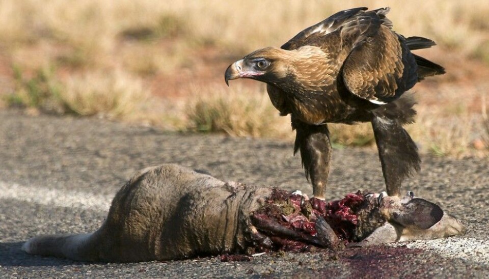 Scavenging animals can just dive in when they find a carcass by the roadside. But can humans also eat this meat? (Photo: Djambalawa / Wikimedia Commons)
