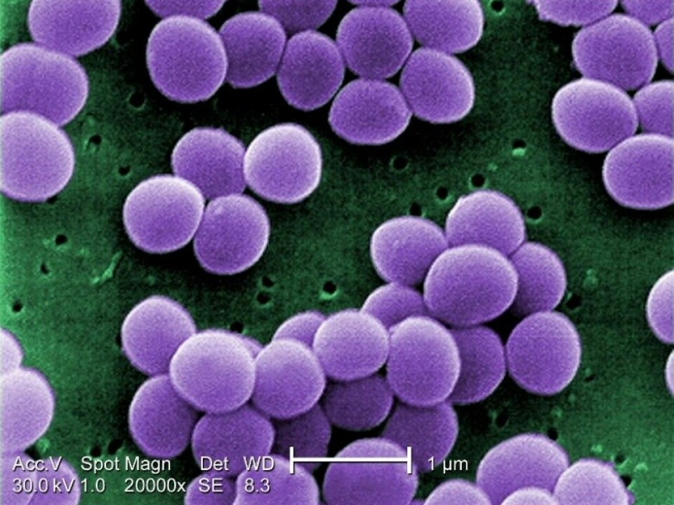 Staphylococcus aureus is a bacterium that is killed by heat treatment. But the bacterium also secretes a toxin that cannot be removed either by baking or boiling. (Photo: US Centers for Disease Control and Prevention)