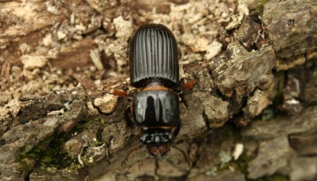 Bark beetles set the stage for specific types of fungi by loosening the bark from the tree. The fungus in turn helps break down wood on the forest floor. (Photo: Cyndy Sims Parr/Flickr) Bark beetles set the stage for specific types of fungi by loosening the bark from the tree. The fungus in turn helps break down wood on the forest floor. (Photo: Cyndy Sims Parr/Flickr)