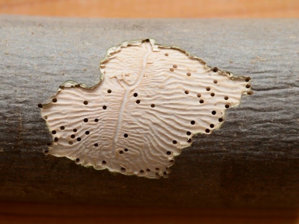 Bark beetles have left their signature pattern under the bark of an aspen tree. (Photo: Simon A. Eugster /Wikimedia commons)