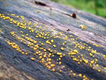 Yellow dwarf cup, <em>Bisporella citrina</em>, usually turns up on dead trees several years after bark beetles and weevils have visited the tree in search of food. (Photo: Rannveig Jacobsen) Yellow dwarf cup, <em>Bisporella citrina</em>, usually turns up on dead trees several years after bark beetles and weevils have visited the tree in search of food. (Photo: Rannveig Jacobsen)
