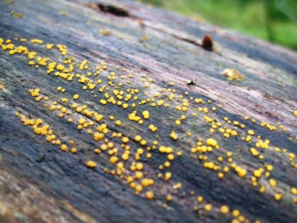 Yellow dwarf cup, Bisporella citrina, usually turns up on dead trees several years after bark beetles and weevils have visited the tree in search of food. (Photo: Rannveig Jacobsen)