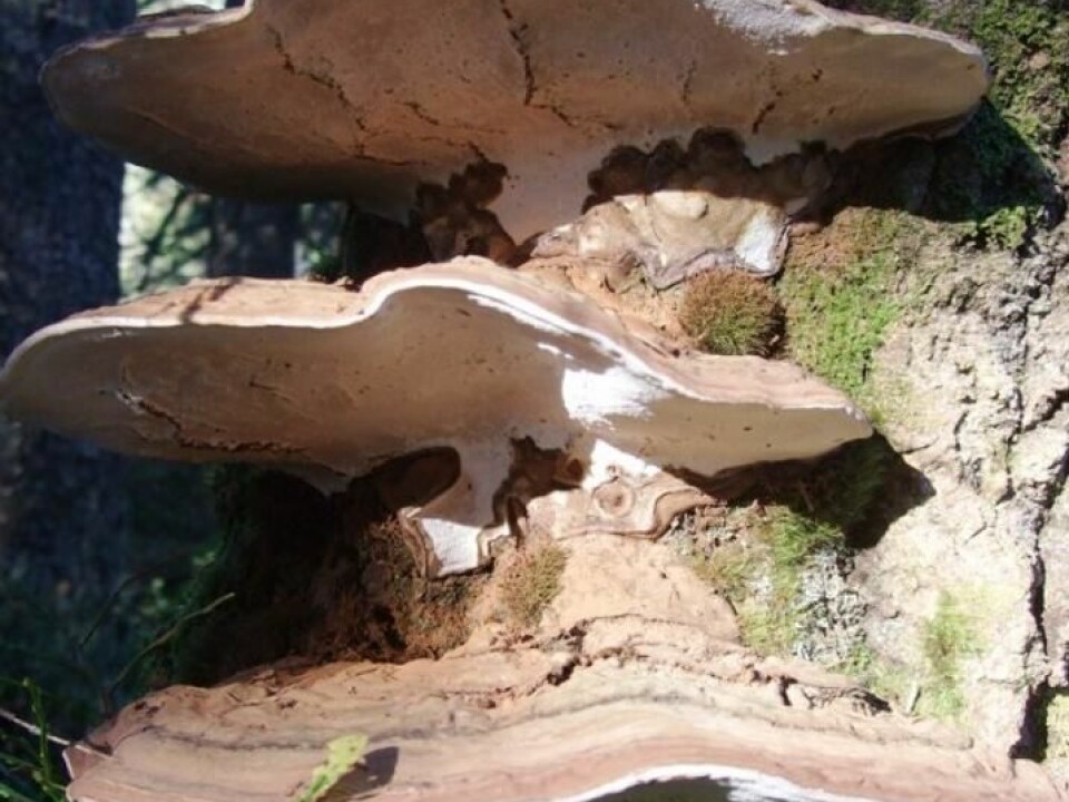 Artist’s bracket, Ganoderma applanatum, usually up turns up on dead trees where different types of fungus-eating beetles have been years before. (Photo: Rannveig Jacobsen)