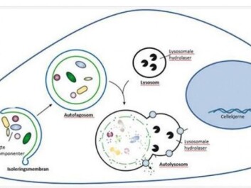 Here you see an illustration of how the decomposition of damaged cell parts works. Garbage treatment cells gather and encase the damaged cell components and break them down. As we get older this starts working more poorly. We can get sick. But omega-3 fatty acids speed up the garbage management and help prevent disease. (Illustration: Nature 2008) Here you see an illustration of how the decomposition of damaged cell parts works. Garbage treatment cells gather and encase the damaged cell components and break them down. As we get older this starts working more poorly. We can get sick. But omega-3 fatty acids speed up the garbage management and help prevent disease. (Illustration: Nature 2008)
