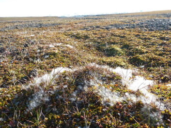 The view from 2015 field trip: grass and moss are now firmly established where once the region was barely vegetated (Photo: Rene van der Wal/The Conversation) The view from 2015 field trip: grass and moss are now firmly established where once the region was barely vegetated (Photo: Rene van der Wal/The Conversation)