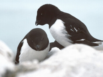 Increasing numbers of seabirds, like these auks, could be responsible for bringing the nutrients needed for the rapid plant growth in this part of Svalbard (Photo: Wikimedia) Increasing numbers of seabirds, like these auks, could be responsible for bringing the nutrients needed for the rapid plant growth in this part of Svalbard (Photo: Wikimedia)