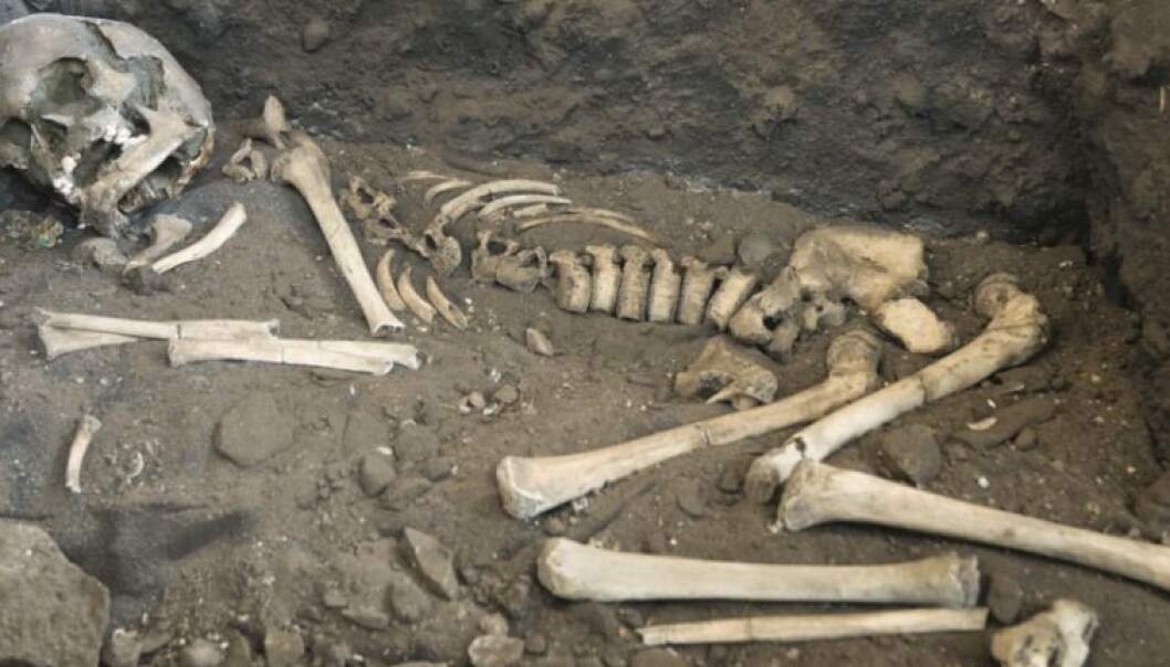This skeleton that has been on display at the Archaeological Museum of Stavanger under the name "Viste Boy," might turn out to be a girl. (Photo: Terje Tveit, Arkeologisk museum, Universitetet i Stavanger) This skeleton that has been on display at the Archaeological Museum of Stavanger under the name "Viste Boy," might turn out to be a girl. (Photo: Terje Tveit, Arkeologisk museum, Universitetet i Stavanger)