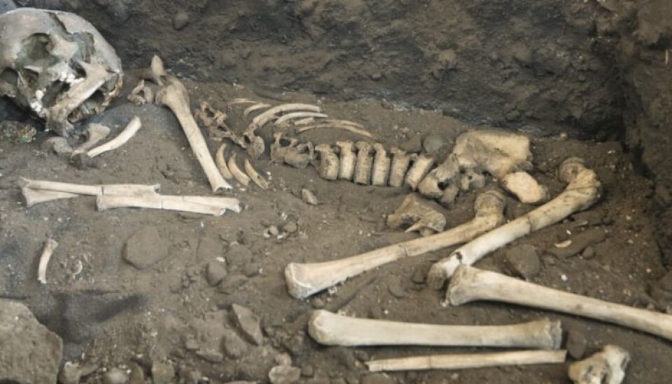 This skeleton that has been on display at the Archaeological Museum of Stavanger under the name 'Viste Boy,' might turn out to be a girl. (Photo: Terje Tveit, Arkeologisk museum, Universitetet i Stavanger)