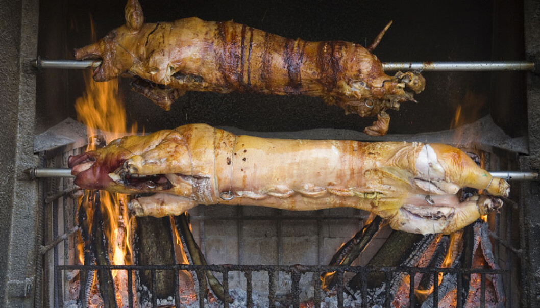 There is little research done in Norway on how stress levels affect meat quality. (Photo: Colourbox) There is little research done in Norway on how stress levels affect meat quality. (Photo: Colourbox)