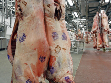 Research shows that stress among livestock does have an influence on meat tenderness, shelf life and colour. (Photo: Colourbox) Research shows that stress among livestock does have an influence on meat tenderness, shelf life and colour. (Photo: Colourbox)